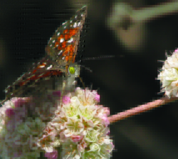Un papillon monarque sur une fleur