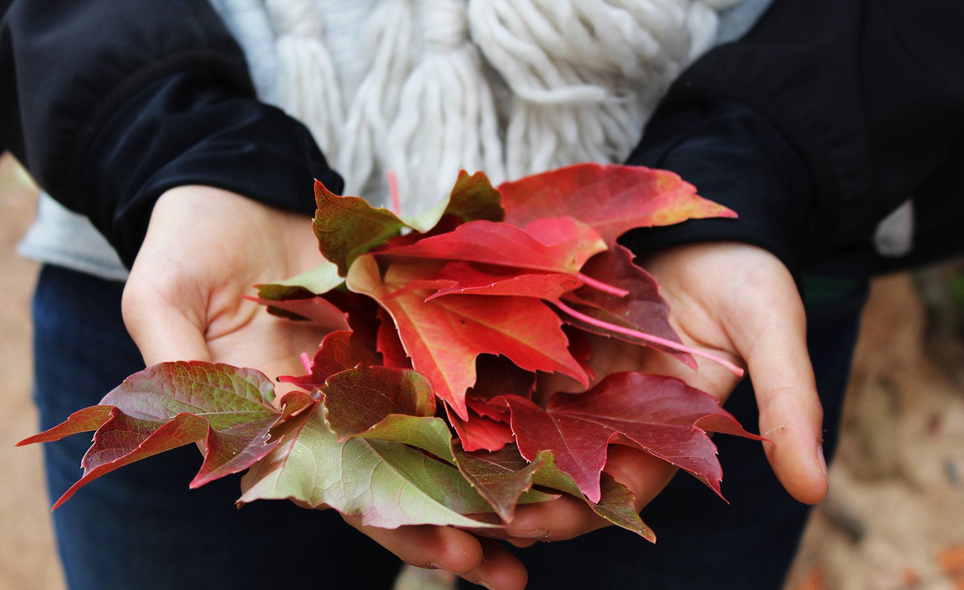 Que Faire Avec Les Feuilles D Automne Fondation David Suzuki