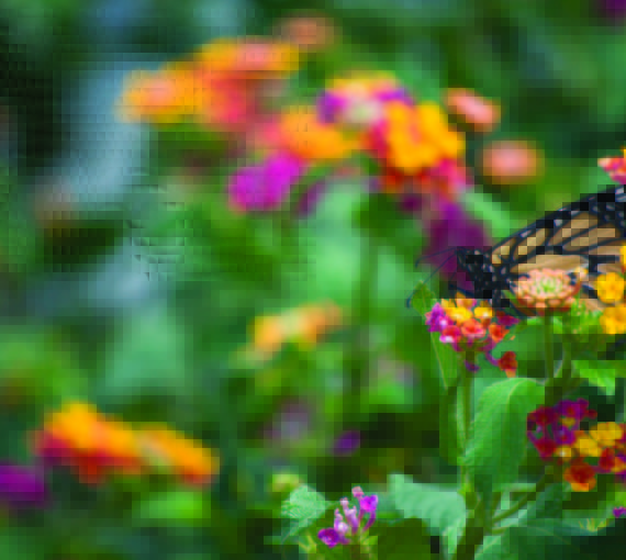 Un papillon monarque butine une fleur