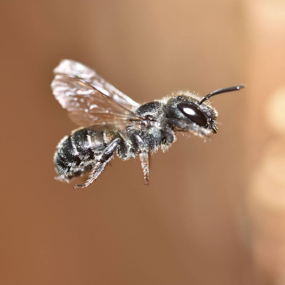 Les abeilles maçonnes