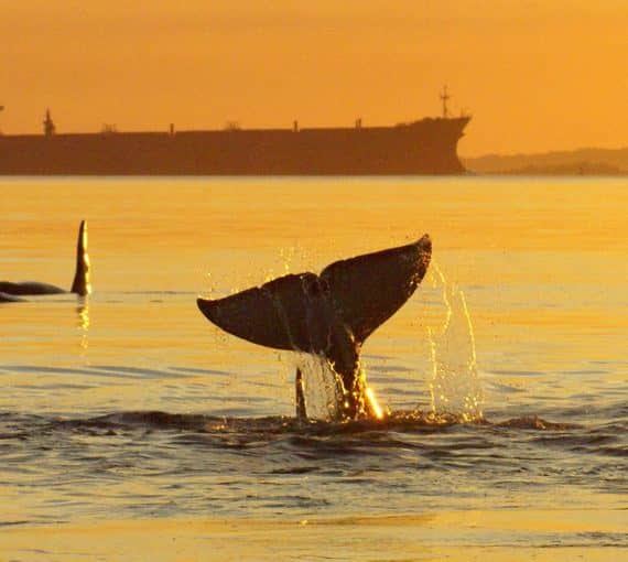 Trafic de superpétroliers dans l’habitat des orques
