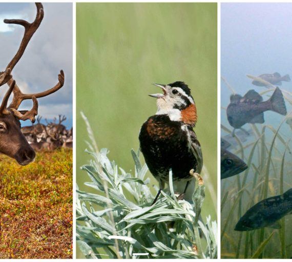 Boreal woodland caribou, Chestnut-collared longspur, Eelgrass
