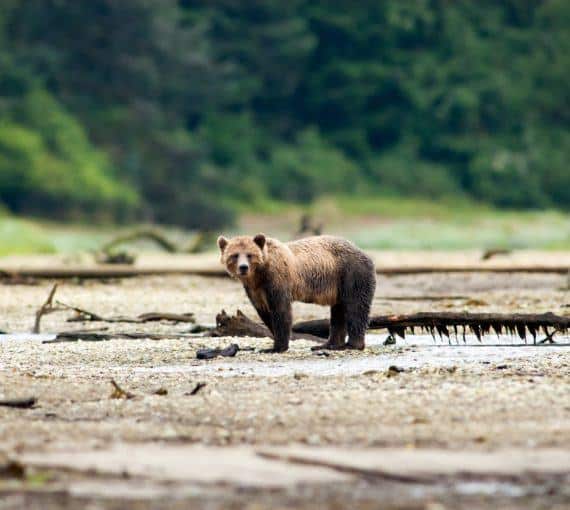 bear-near-the-water-in-nature