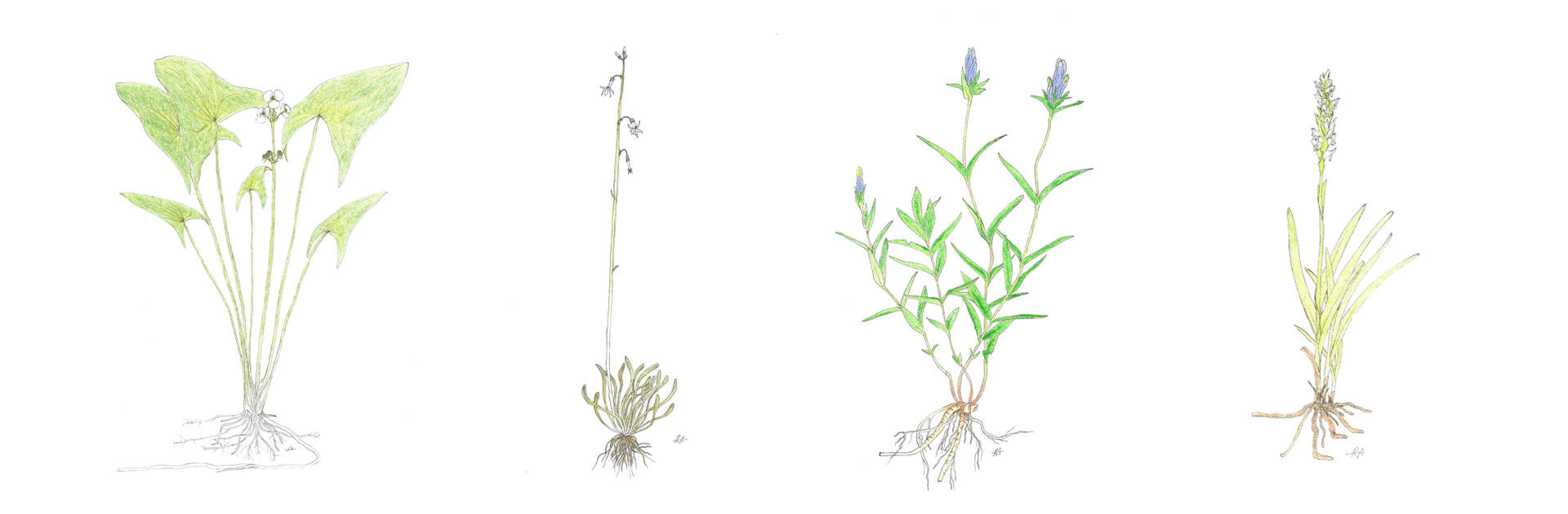 plants illustration