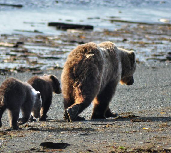 Famille d'ours grizzly