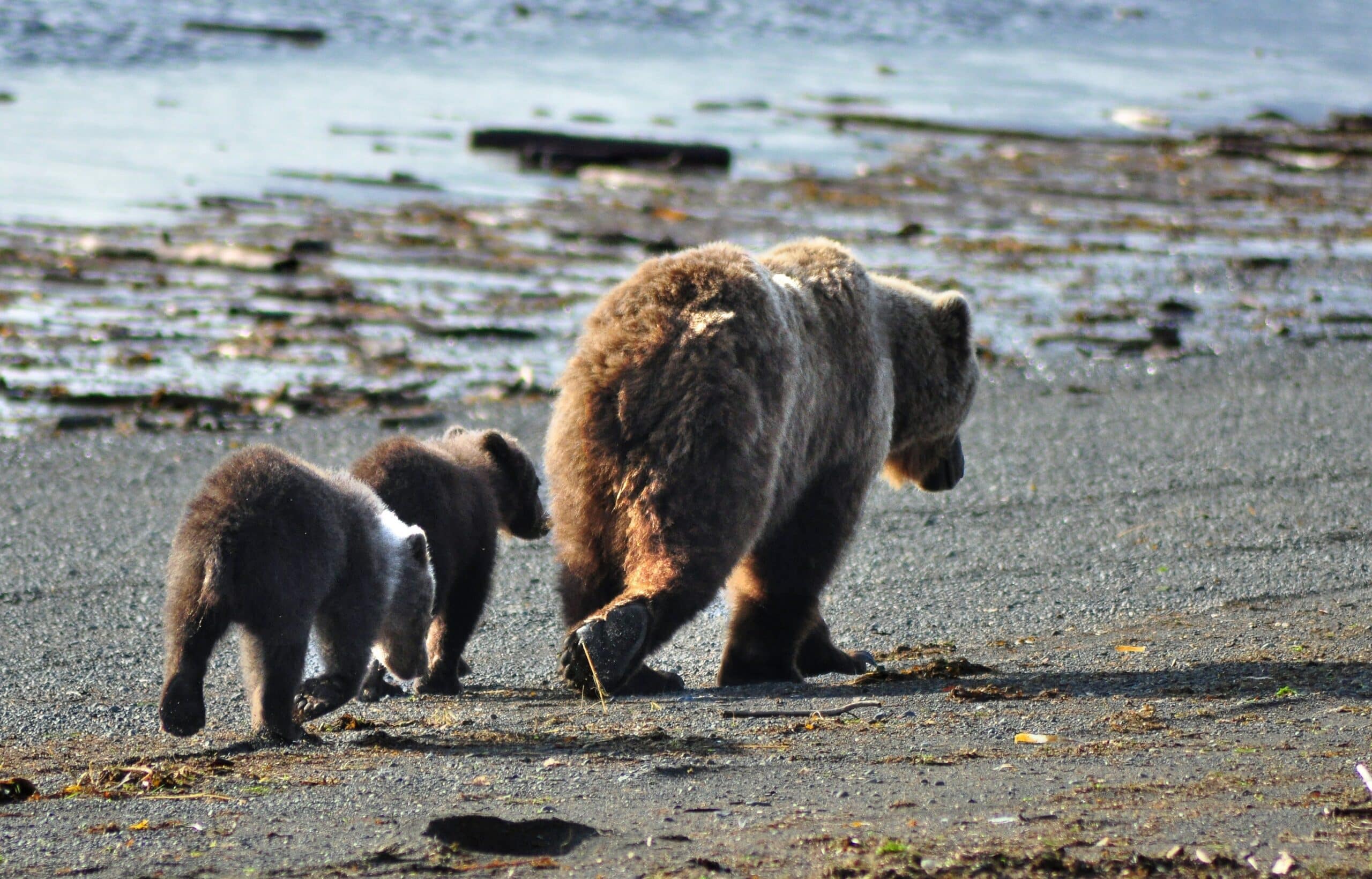 Famille d'ours grizzly
