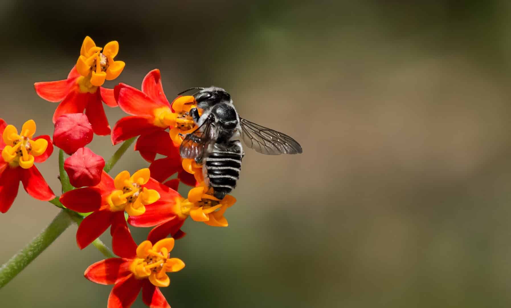 Une abeille sur des fleurs oranges