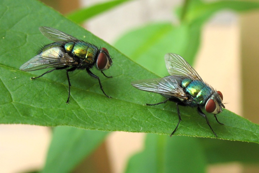 Deux mouches vertes sur une feuille verte