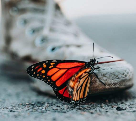 Un papillon monarque grimpe sur la chaussure d'une personne