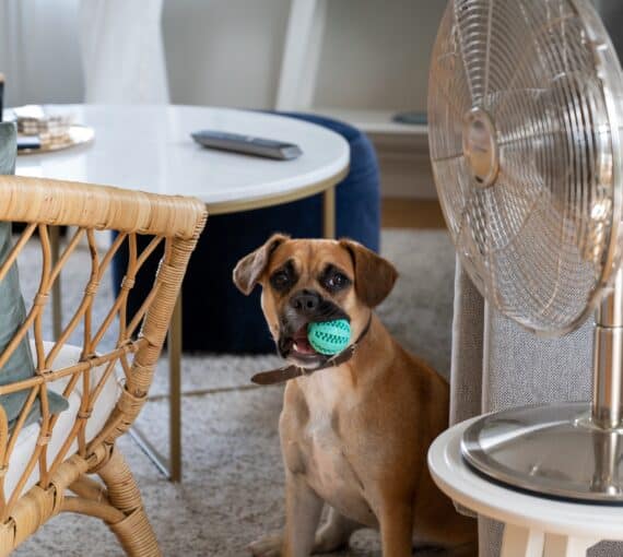 Ventilateur intérieur qui garde vous et vos animaux de compagnie au frais cet été