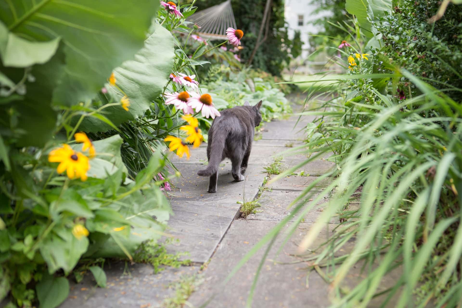Chat errant dans un jardin
