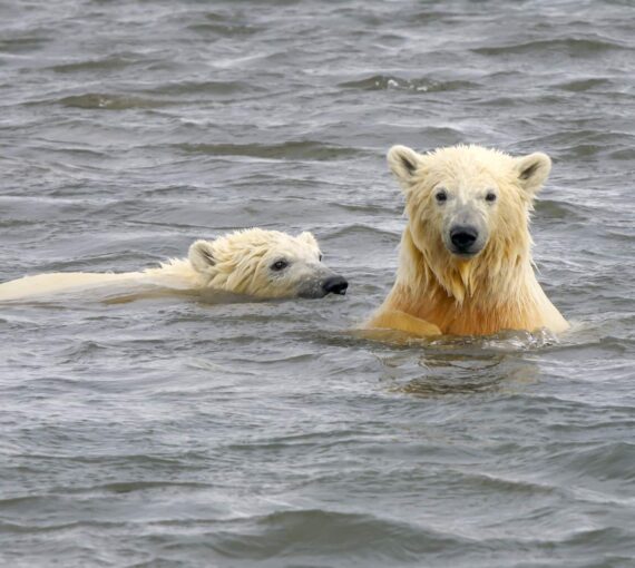 Le changement climatique pourrait faire fondre la glace sur laquelle vivent les ours polaires