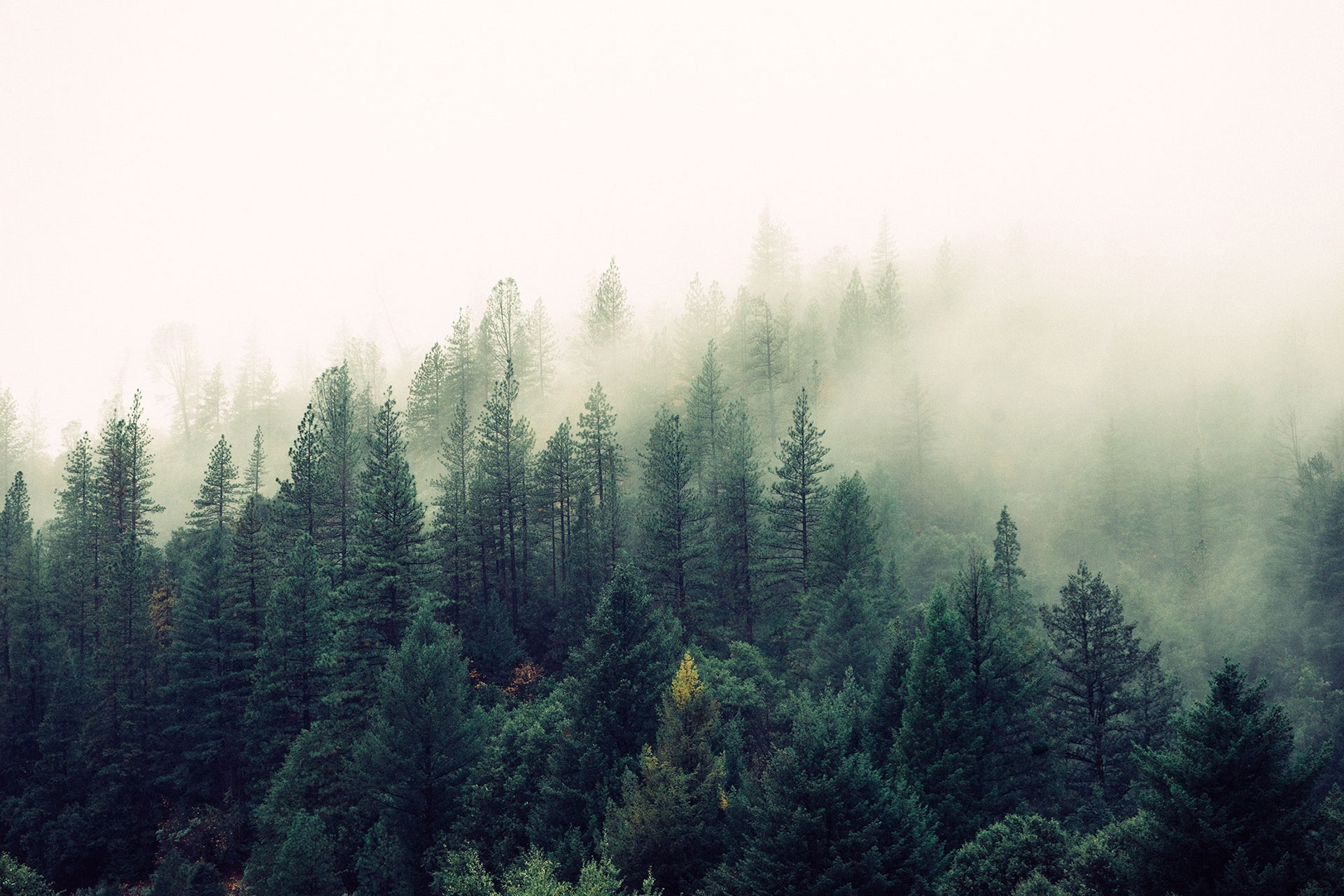 Quelle différence entre bois et forêt - La Terre du futur