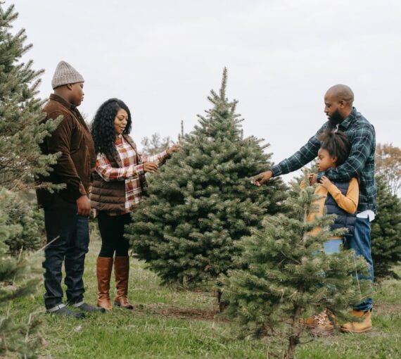 Une famille de quatre personnes choisissant un sapin de Noël vivant et respectueux de l'environnement dans une ferme arboricole.