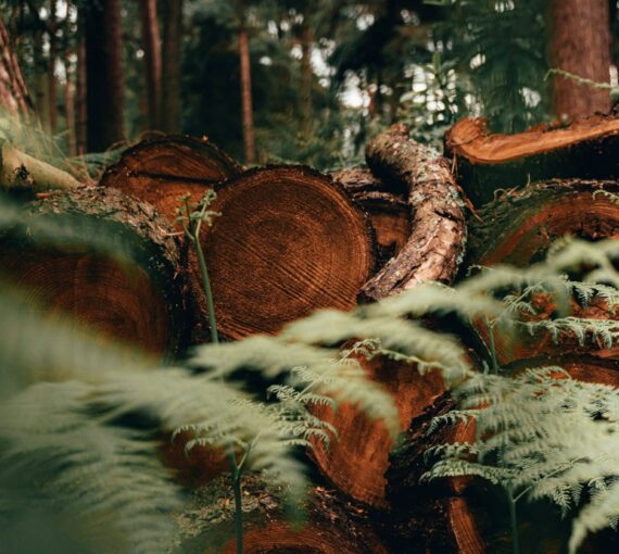 Troncs d'arbres coupés au milieu de la forêt