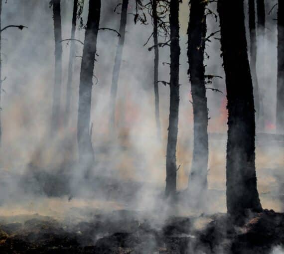 Feux de forêts dévastateurs