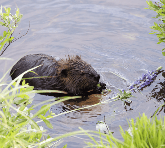 Castor dans l'eau