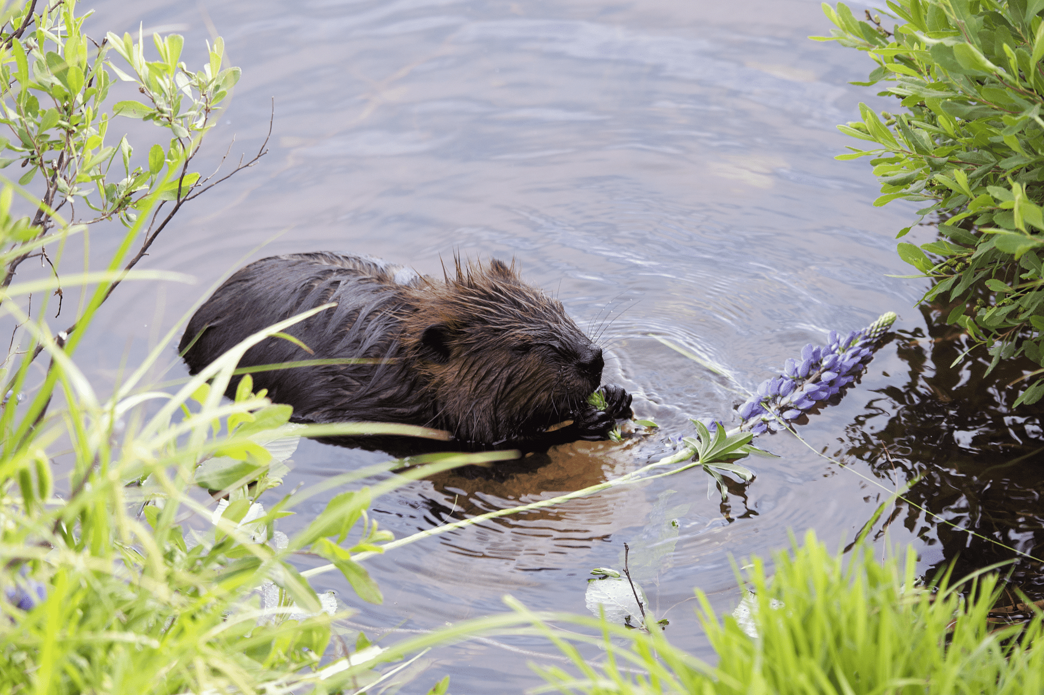 Castor dans l'eau