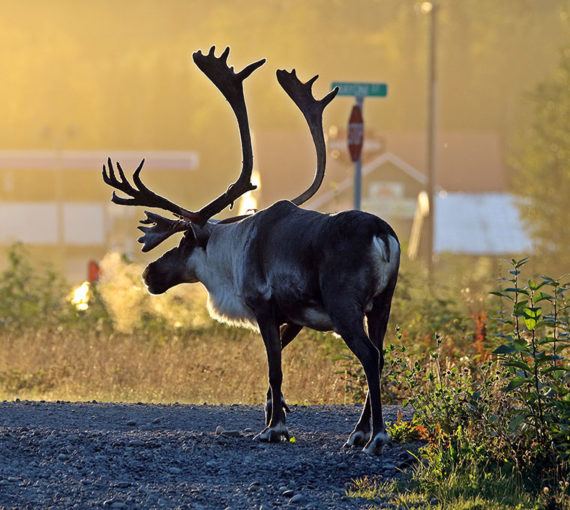 Caribou 6