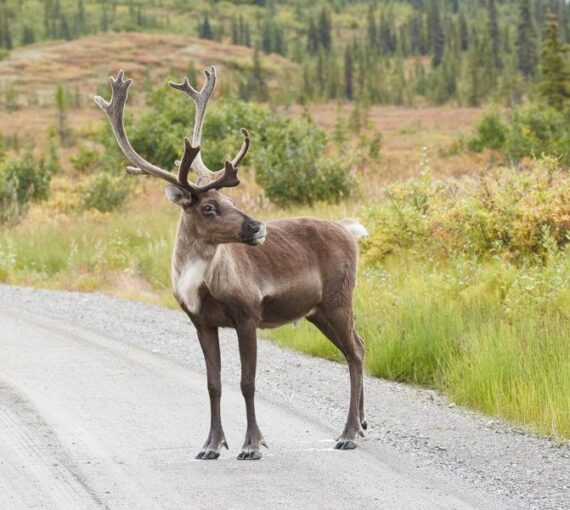 Caribou