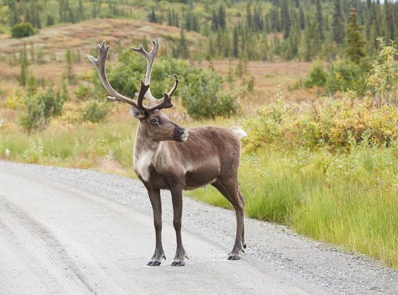 Caribou