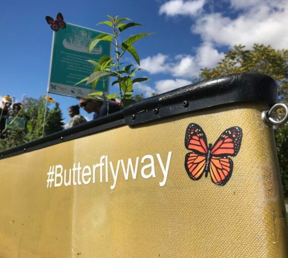 Jardin canot de l'Effet papillon. (Photo : Jode Roberts)