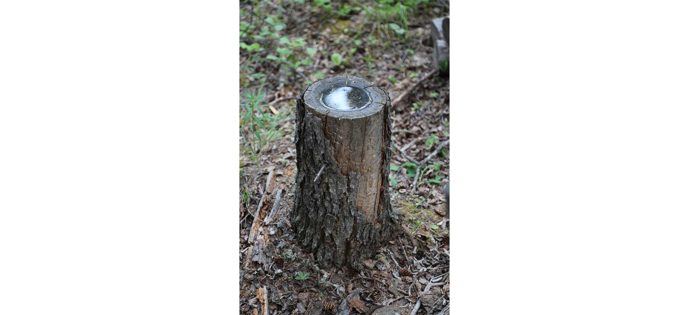 David McGregor Tree Bowl