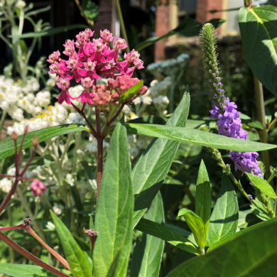 Bylaws for BioDiversity